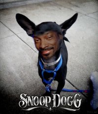 Нелепые фотографии этой собаки из приюта помогли ей прославиться на весь интернет и найти дом  