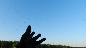 Да их там просто жопа, разных видов и размеров. Полярный день солнце жарит 22 часа в сутки, и в разное время суток разные твари, самые маленькие 1-2мм запросто пролезают через москитную сетку. Но те что покрупнее не просто пьют кровь, а норовят кусок тела отхватить.