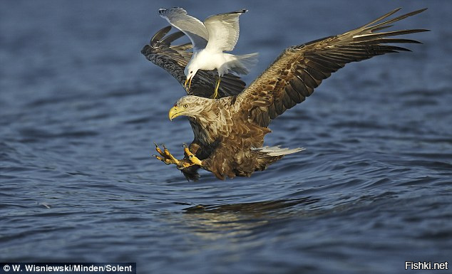 Дрозд прокатился на спине белоголового орлана