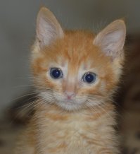 Пять недель, взяли с подвала еще титьку сосал, блохастого и с больными глазами. На мой вкус-вроде выправился ! Вася голдовый.