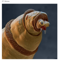 Больше похоже на какого-то вампира, у которого глаза из орбит вылезли и при всем этом он укутался в плед