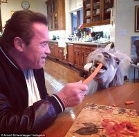 Терминатор и Виски