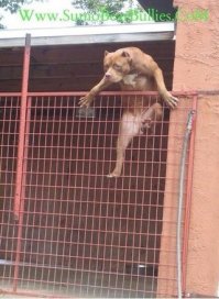 Здаров, я тут всё спросить хотел