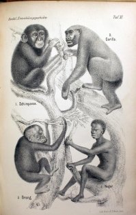 а какая разница ? они с одного дерева ))