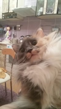 Когда твой кот не любит фотографироваться