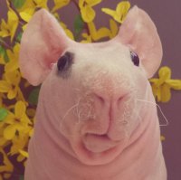 в пару удивленный свин Людовик ))