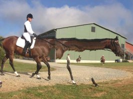 Жирафы нынче не те.