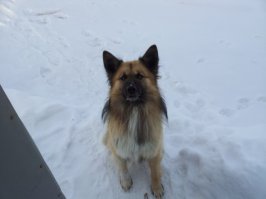 Пал Палыч, несколько лет у нас на работе прожил (щенком привезли), потом его рысь загрызла. Жалко очень было.