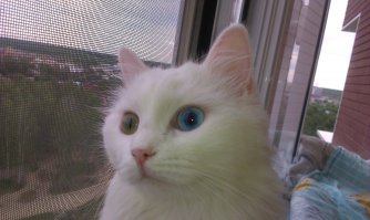 У мну такая же с улицы подобранная.