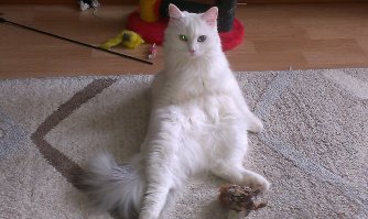 У мну такая же с улицы подобранная.