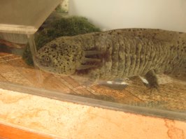 16 фактов об аксолотлях, которых вы не знали