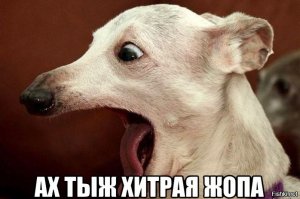 Как 16-летний школьник турецких мошенников перехитрил