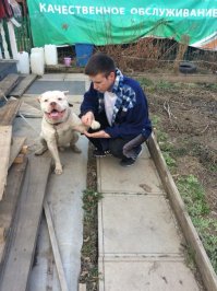 40 отчаянных собак, желающих поздороваться