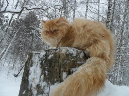 До этого был Красный Перс. Я очень любил его.