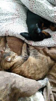 зверьё-моё)