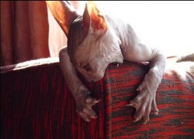 15 реальных животных, про которых можно снимать фильмы ужасов