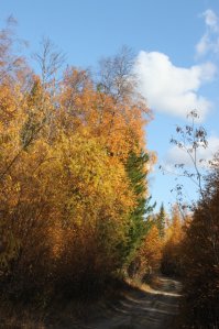 1. Когда человек повернул налево и в него влетел кто-то, который ехал по встречеке - виноват тот, который ехал по встречке, человек на своей полосе.

2. Если нужно совершить такой манёвр, то лучше всего его начитать тогда, когда просматриваешь ВСЮ ширину дороги в ОБОИХ направлениях.

3. Когда водители начнут смотреть в зеркала и по сторонам даже на такой дороге (см фото), то таких аварий поубавится. Это должно быть инстинктом.

4. Данный факт с девушкой и военным врачом перешёл из юридической плоскости в плоскость морально-эмоциональную.
Тут и гибель человека и желание высокопоставленного лица уйти от ответственности... Да ещё и перед выборами.

5. Вот не дай Бог Вы попали в ДТП с несчастным случаем, и формально Вы правы. Стали бы Вы брать вину на себя??? А вот о методы ухода от ответственности заслуживают отдельного внимания, особенно, если факты подтвердятся.

Да, видео недавнее с этого портала, можно сказать баян, но баян по теме.

Пока правила не пересмотрены, дело каждого, идти на такой обгон или нет. А поворачивающим лучше перед манёвром смотреть в зеркала и по сторонам.