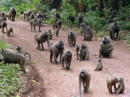 Чеченская свадьба во Франции