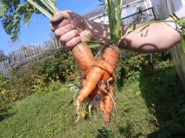 у меня на огороде тож такая порнушная выросла