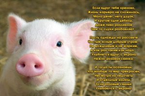 20 самых очаровательных детёнышей, которые растопят ваше сердце