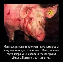 Как я стал свиньей