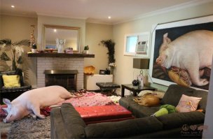 Квартира ПОРОСЕНКО... ЖИЗНЬ УДАЛАСЬ !!!