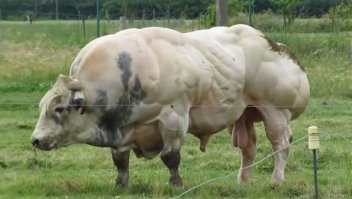 Американские атлеты. Выращены без допинга. Исключительно на травах и кореньях.