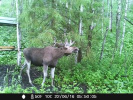 Орущий лось, Урал, скоро на охоту!!!