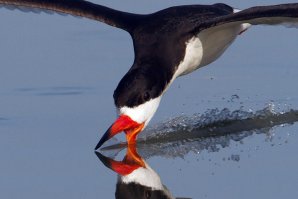 Водорез - дальний родич чайки. Его легко узнать по характерному "бульдожьему прикусу" - подклювье значительно длиннее и шире надклювья. Такая внешность связана со способом добычи пищи - водорез ловит рыбу в полете, опустив в воду нижнюю часть клюва.