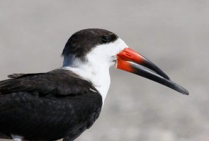 Водорез - дальний родич чайки. Его легко узнать по характерному "бульдожьему прикусу" - подклювье значительно длиннее и шире надклювья. Такая внешность связана со способом добычи пищи - водорез ловит рыбу в полете, опустив в воду нижнюю часть клюва.