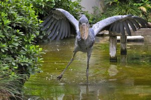 К слову о китоглаве: по-арабски он зовется "абу-маркуб" - "отец башмака". Очень внушительная птица.