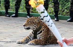 как можно талисмана игр застрелить во время открытия, что дротиков усыпляющих не чтоли
