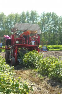у нас примерно такая же канитель черную смородину собирает.