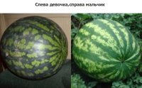 . автор ты наверное очень удивишься, но!!! правый арбуз- это ранний сорт. а тот который ты назвал "девочкой"- поздний сорт. поэтому и сохраняется намного дольше.