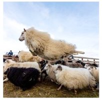 30 веселых фотографий с животными