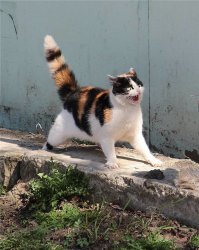Какая с-о-б-а-к-а!!! здесь насралааааааа!!!!!!!!