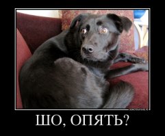 15 ужасно милых собак, которых застали врасплох