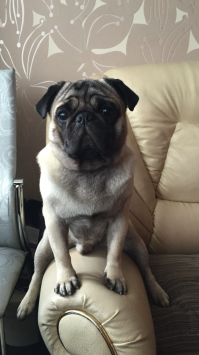 Мой толстяк)))))