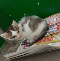 А вот и наш подобрыш Кактус))) Каким был и какой стал)Любимчик нашей таксы :)