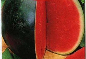 автор, я тебя наверное шокирую, но арбуз можно и зимой купить!!!

вот такие сорта продаются зимой, очень сладкие между прочем!