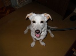 15 ужасно милых собак, которых застали врасплох