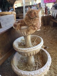 котэ как всегда шикарен :)