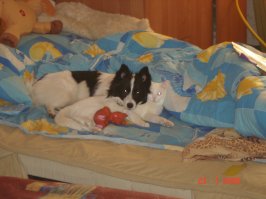 30 веселых фотографий с животными