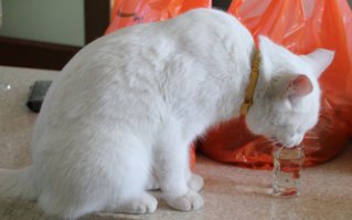 30 веселых фотографий с животными