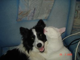 30 веселых фотографий с животными