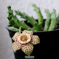 Интересненько 
Насчет раффлезии. Точно, что этот монстр - родственник молочайных. Это очевидно даже без генетики.  Цветок похож, да и запашок  соответствующий.
На фото: разные виды гуэрнии и стапелии