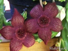 Интересненько 
Насчет раффлезии. Точно, что этот монстр - родственник молочайных. Это очевидно даже без генетики.  Цветок похож, да и запашок  соответствующий.
На фото: разные виды гуэрнии и стапелии