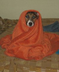 30 веселых фотографий с животными