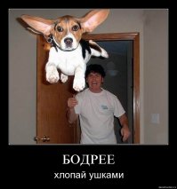 15 ужасно милых собак, которых застали врасплох