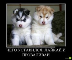 15 ужасно милых собак, которых застали врасплох